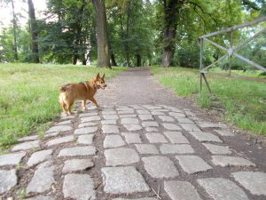 spacerowanie z psem