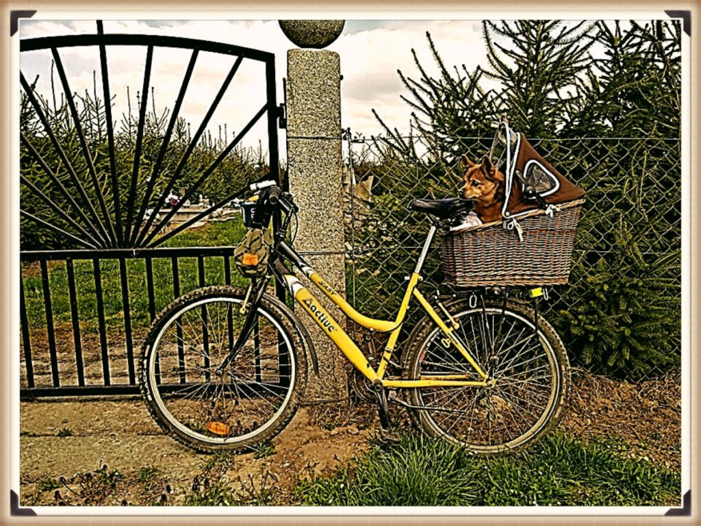 Rower z transporterem dla psa 